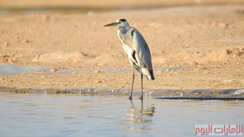 تصوير يوسف الهرمودي.