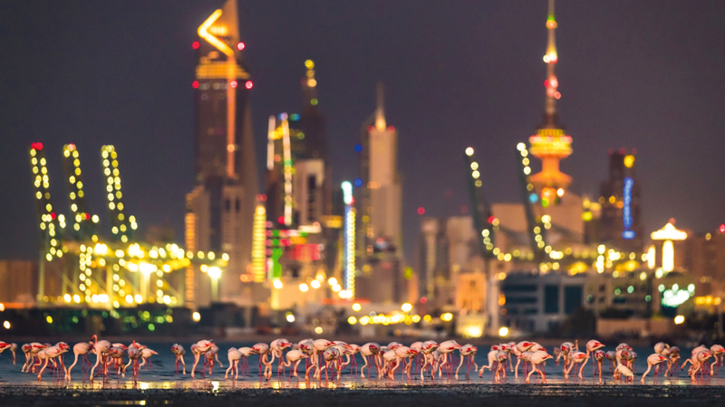 فيصل النوماس - الكويت