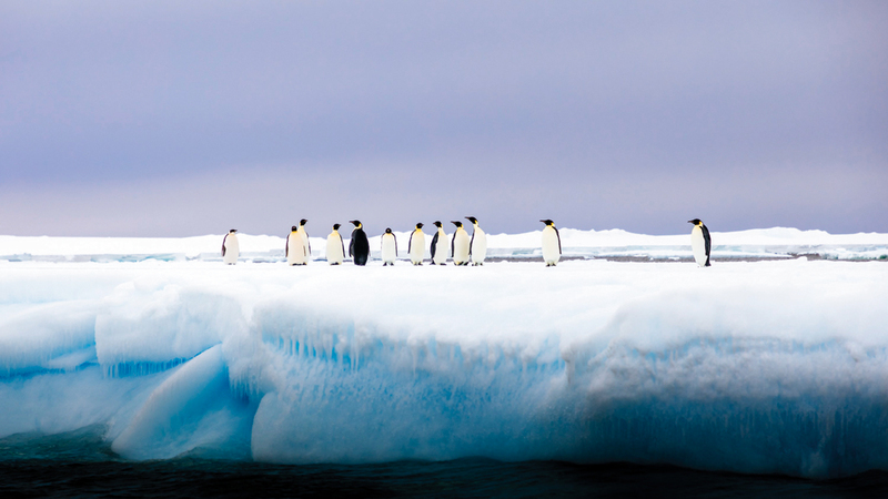 أندرو بيكوك - أستراليا