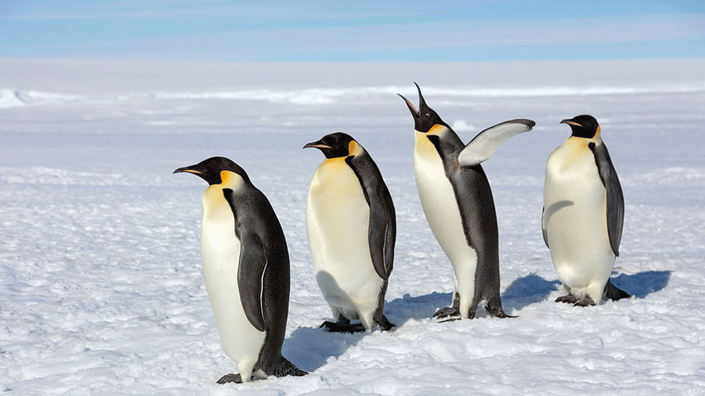 للبقاء على قيد الحياة في هذا المناخ شديد البرودة، تتمتع طيور البطريق الإمبراطوري بأربع طبقات من الريش تحميهم من الرياح الجليدية وتوفر طبقة مقاومة للماء