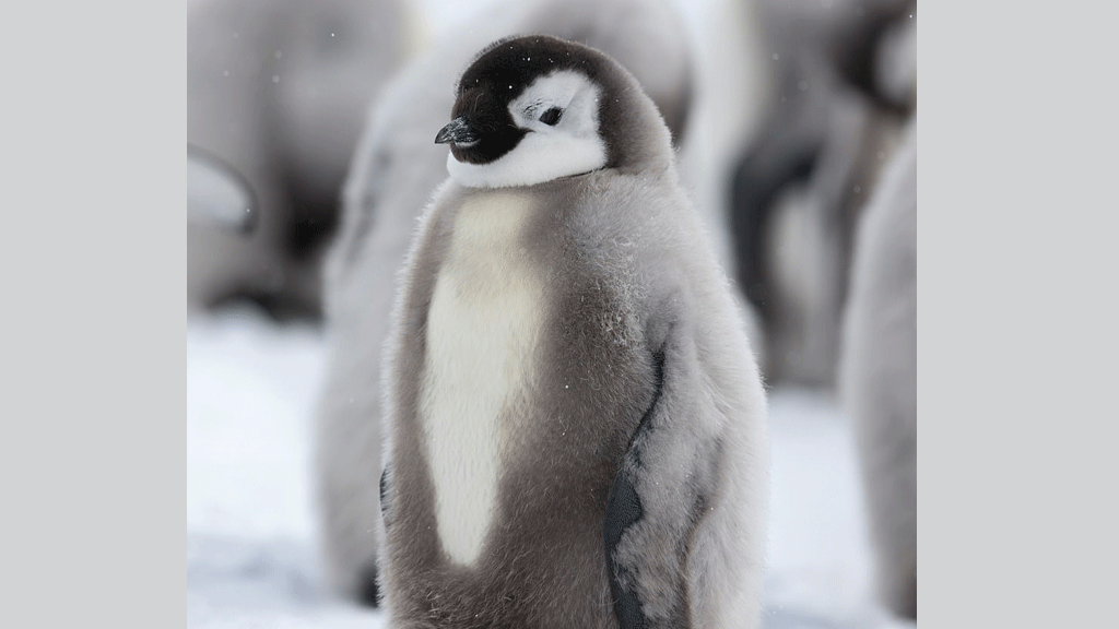 تستطيع طيور البطريق تخزين كميات كبيرة من الدهون التي تعزل أجسامها كما تعمل أيضا كمصدر للطاقة يدوم طويلاً