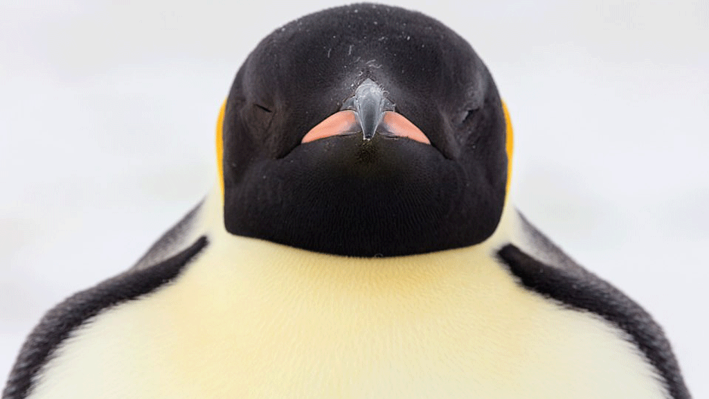 يستطيع البطريق الإمبراطور الغوص في أعماق كبيرة تصل لـ 500 متر تحت الماء.