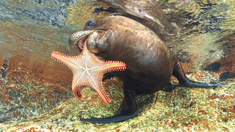 خواكين فرنانديز ــ إسبانيا.