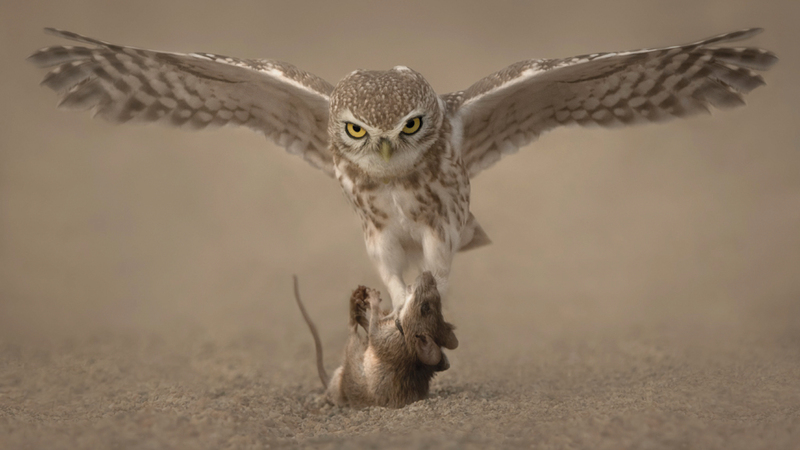 صلاح الرواس - سلطنة عُمان