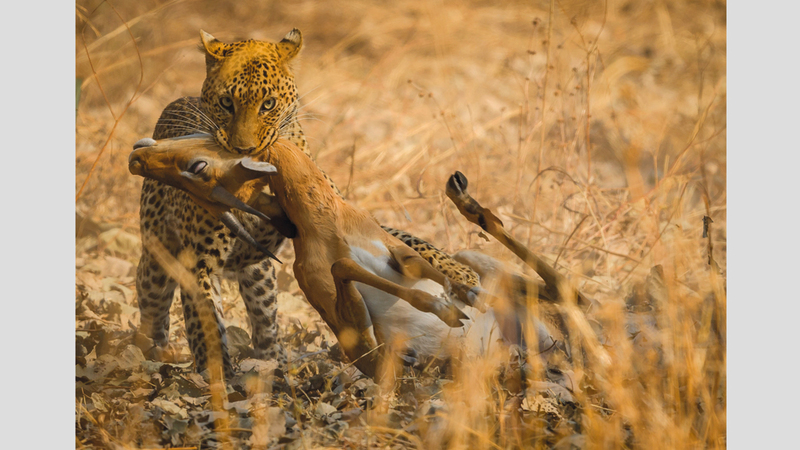 أحمد حسن &ndash; الكويت