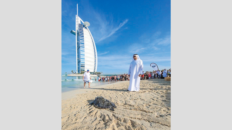 1600 سلحفاة بحرية أنقذتها الحملة حتى اليوم. من المصدر