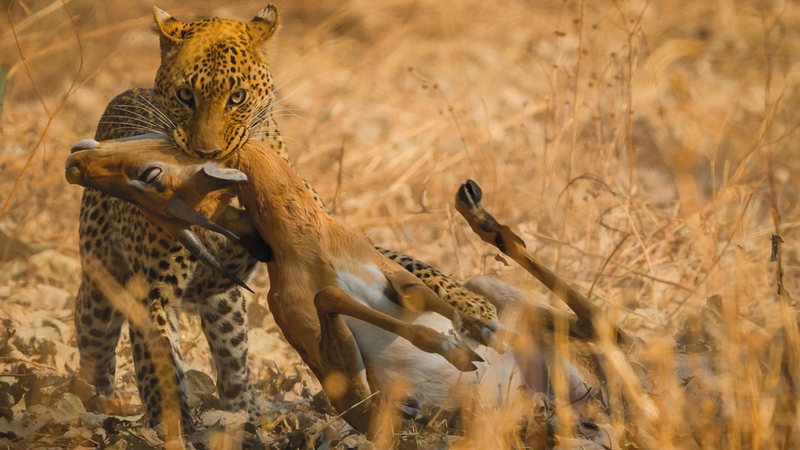 أحمد حسن - الكويت