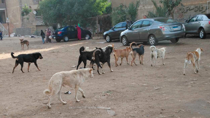 كلاب ضالة في أحد شوارع مصر.  أرشيفية