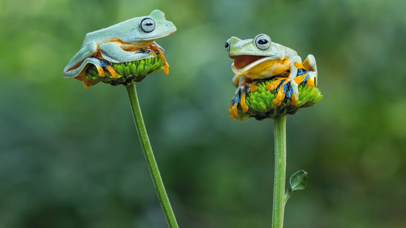 تانتو ينسن - إندونيسيا