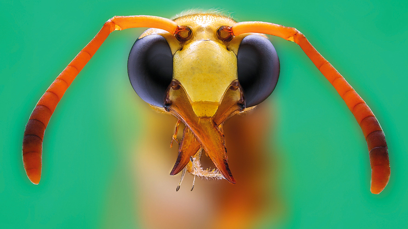 راشد سعيد المسعودي - سلطنة عُمان