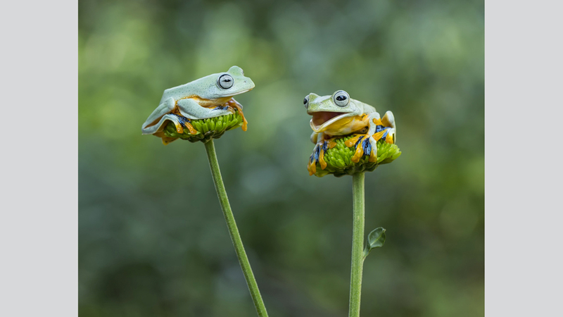 تانتو ينسن - إندونيسيا