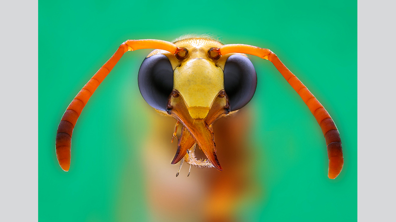 راشد سعيد المسعودي - سلطنة عُمان