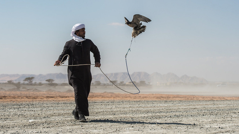 منافسات الناشئين أقيمت في اليوم الافتتاحي بمشاركة 40 طيراً. من المصدر