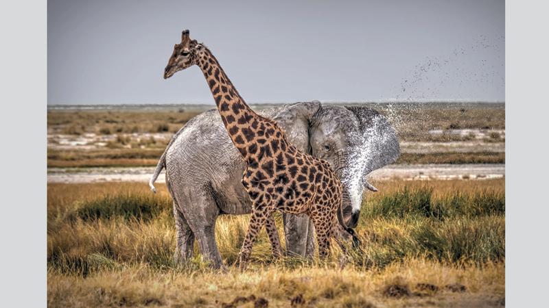 سيزاري فايلو - بولندا