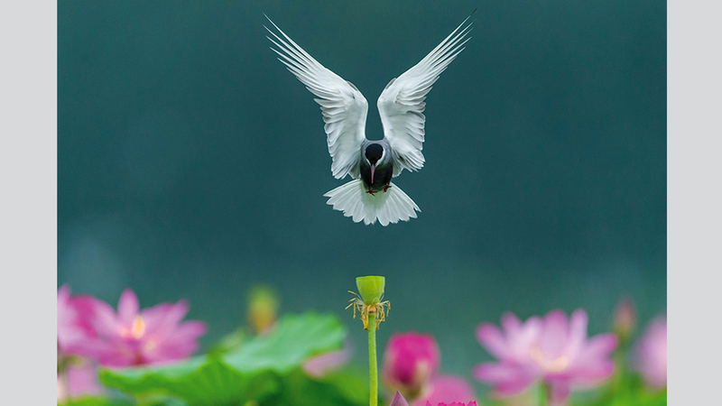 تشي راو - الصين
