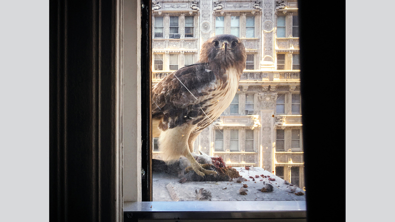 جايلز كلارك - المملكة المتحدة