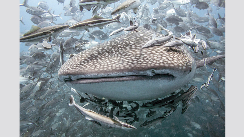 مايلز جاكسون - المملكة المتحدة