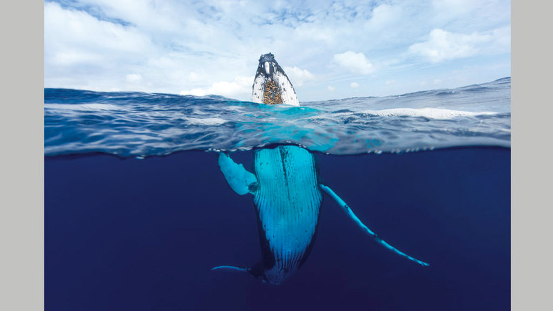 كريغ باري &ndash; أستراليا