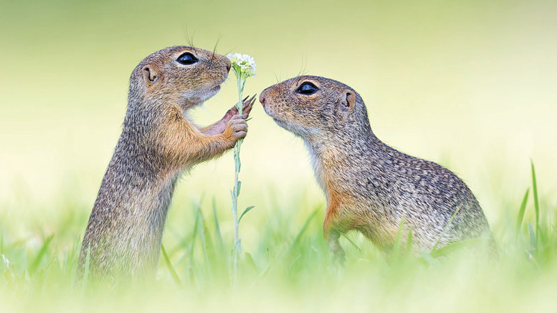 هنريك سبرانز &ndash; ألمانيا