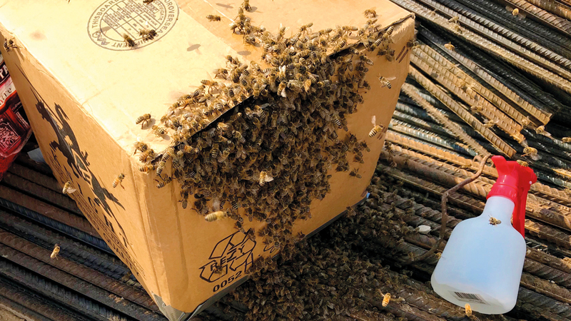 بعد نحو 15 دقيقة أصبحت الخلية جاهزة لتُنقل إلى حديقة النحل في المدينة المستدامة بدبي. من المصدر