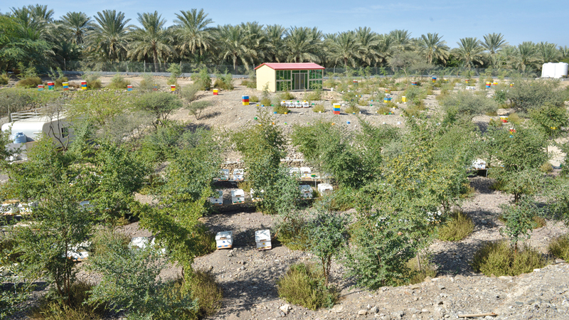 تمتد الحديقة على مساحة نحو 16 ألف متر مربع بين الجبال والمزارع المناسبة لأنواع مختلفة من النحل.