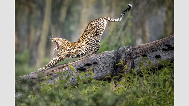 يونغ هوانغ - الصين
