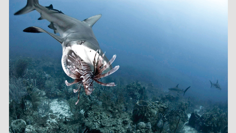 أنطونيو بوسيلو - إيطاليا