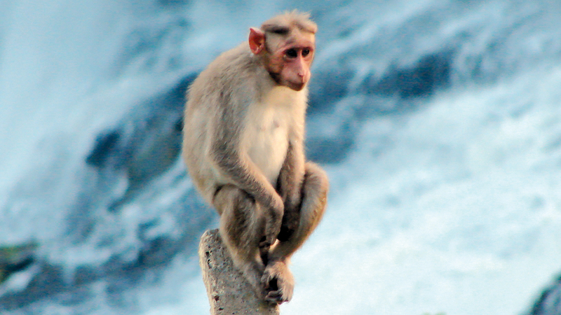 تم استنساخ القردة الخمسة في شنغهاي باستخدام طريقة نقل نواة الخلية الجسدية.

أرشيفية