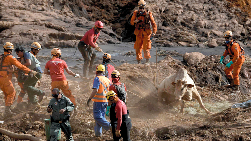 رجال الإنقاذ ينتشلون بقرة طمرت جزئياً تحت الحطام.  رويترز