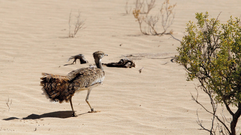المحمية أعلنت عن تمديد مواعيد زيارتها حتى 23 الجاري. من المصدر