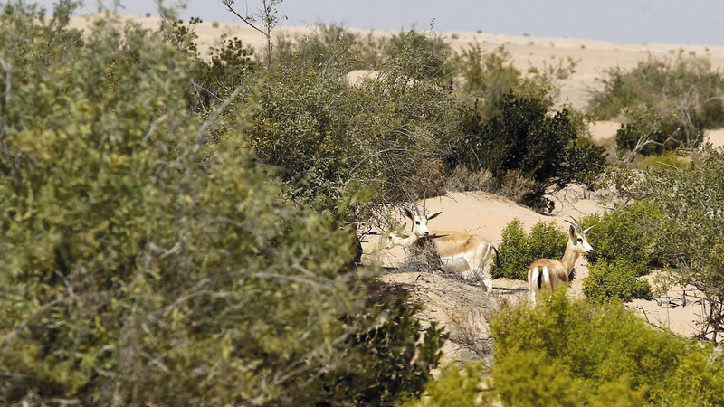 الجولة الإعلامية تضمنت زيارة غابة المحمية التي تنتشر فيها قطعان الظبي والأرانب البرية والحبارى. من المصدر
