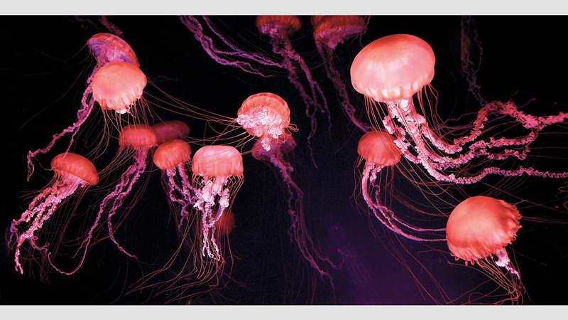 مانفريد فوس - ألمانيا