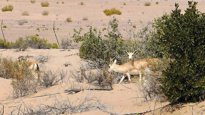 الغابة تعد النواة التي تورد الحيوانات للمحمية. تصوير: إريك أرازاس