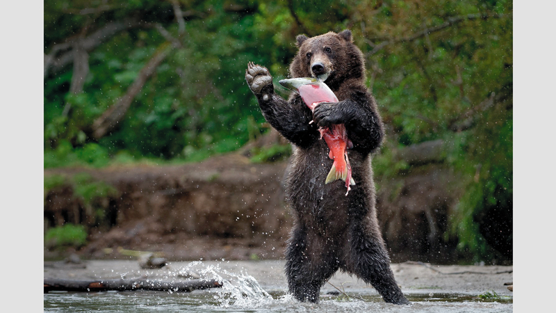 بييرلويجي ريزاتو &ndash; إيطاليا