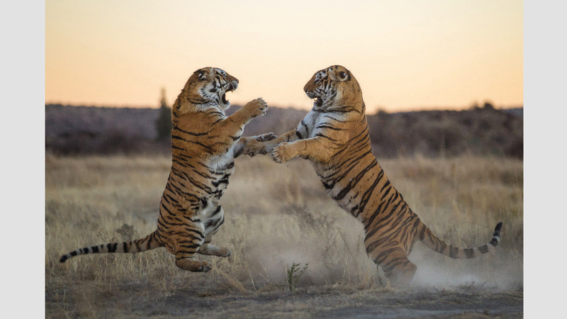 ماريون فولبورن &ndash; ألمانيا