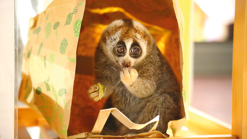 أصل الحيوان الذي يتميّز بعيونه الواسعة يعود إلى غابات آسيا. من المصدر