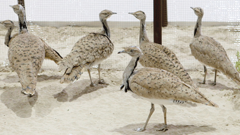 سيكون بإمكان زوّار جناح الصندوق في المهرجان مشاهدة طيور الحبارى والتفاعل معها بشكل مباشر. أرشيفية