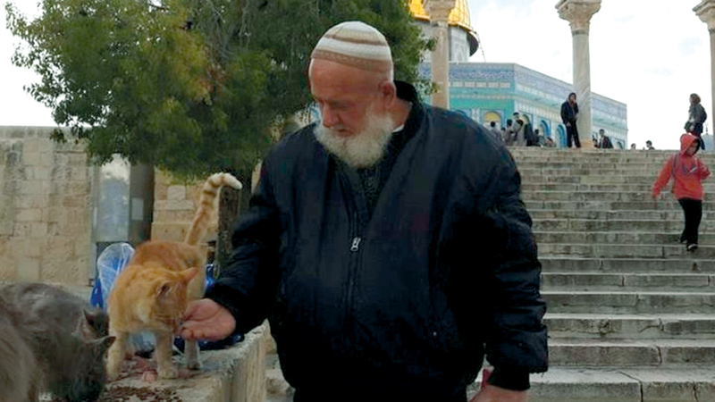 الحاج أبويونس وقطط الأقصى..  قصة يومية تشهدها ساحات المسجد. من المصدر
