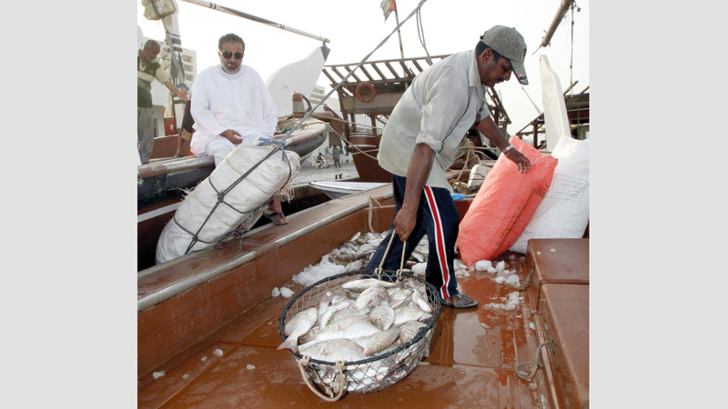 النظام الجديد يسجل بيانات الصيادين وخطة رحلتهم. تصوير: أسامة أبوغانم