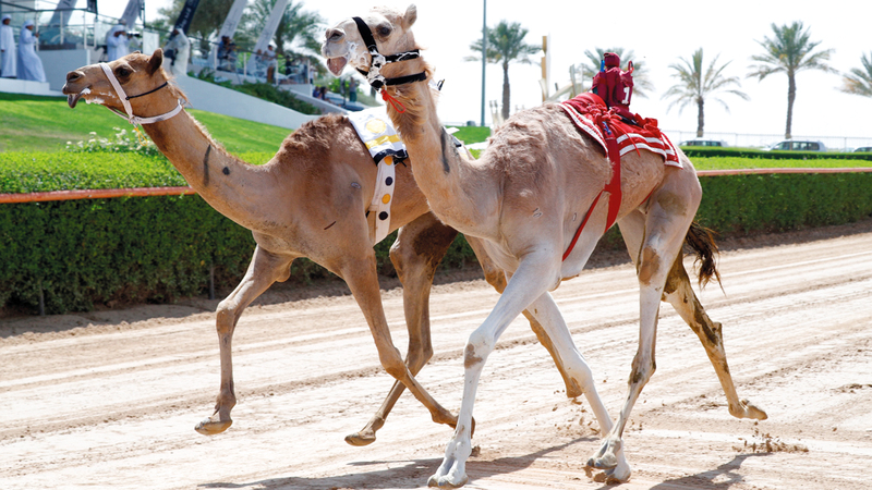 جانب من المنافسات في اليوم الأول. من المصدر