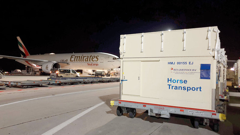 حملت الخيول على منصّات خاصة إلى الطائرة لضمان نقلها بسلاسة. من المصدر