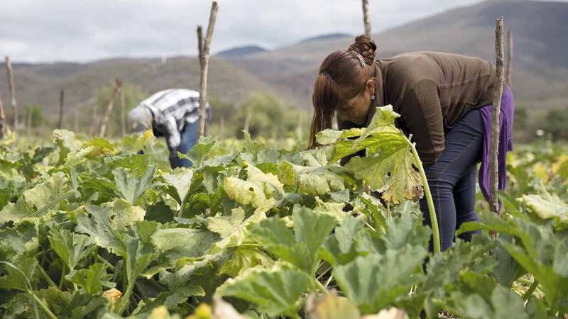 محصول الذرة كان العلاج البديل المثالي. أرشيفية أرشيفية