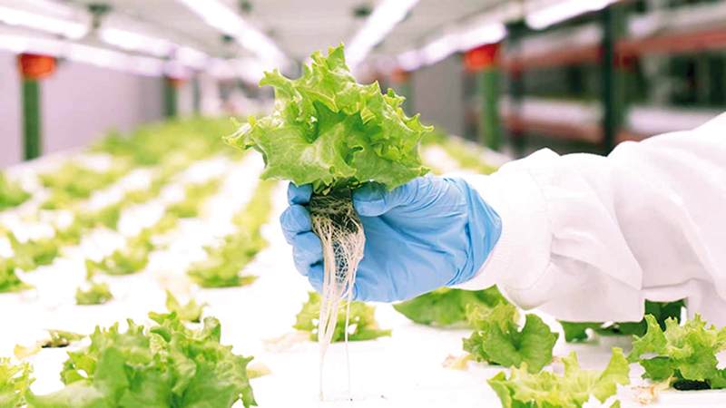 مزرعة «الإمارات لتموين الطائرات» الرأسية تبلغ مساحتها 130 ألف قدم مربعة.

من المصدر