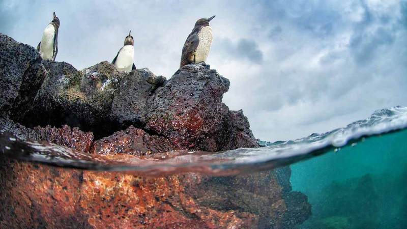 أنطونيو بوسيللو – إيطاليا.