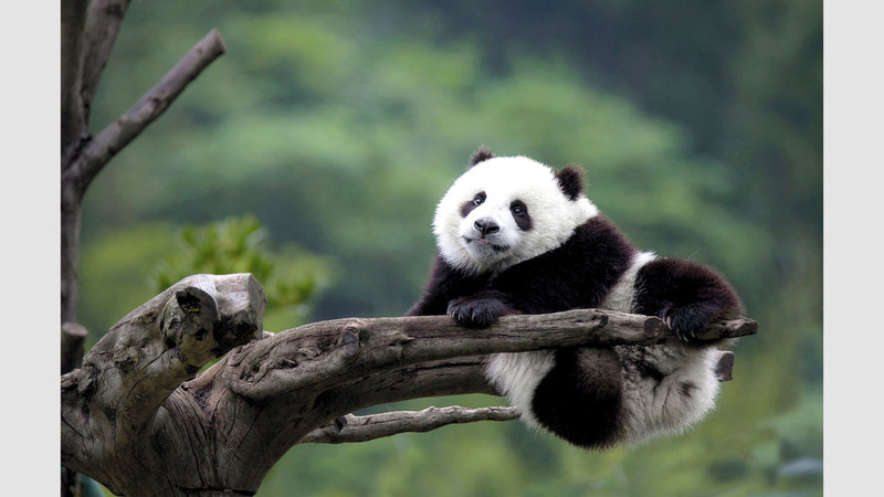 تشن جون رونغ - الصين