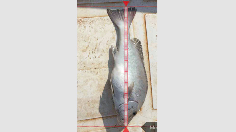 تطبيق «قياس الواقع المعزز» يقيس طول الأسماك الصغيرة دون الاعتماد على العين. من المصدر