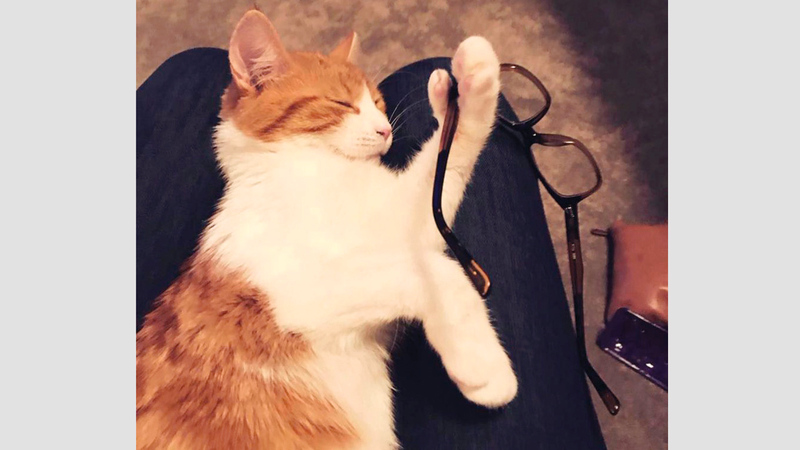 «بادلز» تنام مطمئنة في منزل سيدتها.  غيتي