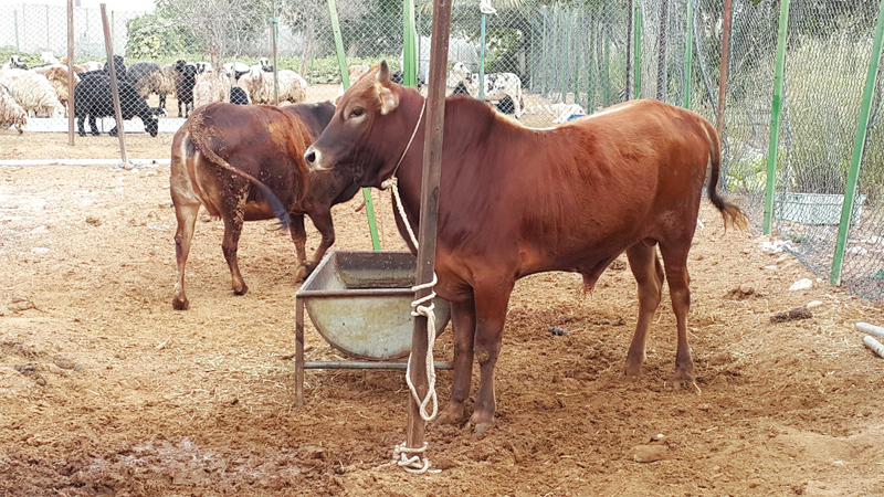 «السلامة الغذائية» شددت على تحصين الماشية لحمايتها من الأمراض الوبائية. أرشيفية