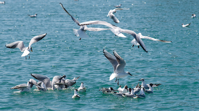 مجموعة الجزر والمناطق المحمية بالدولة تمثل محطات وموائل مهمة للطيور المهاجرة. تصوير: أحمد عرديتي