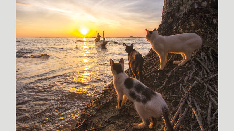 يوجي بريما - إندونيسيا
